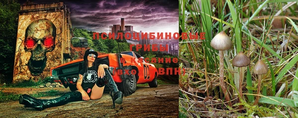 сатива Покачи
