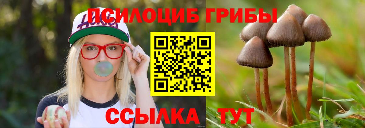 Псилоцибиновые грибы Cubensis Нарьян-Мар